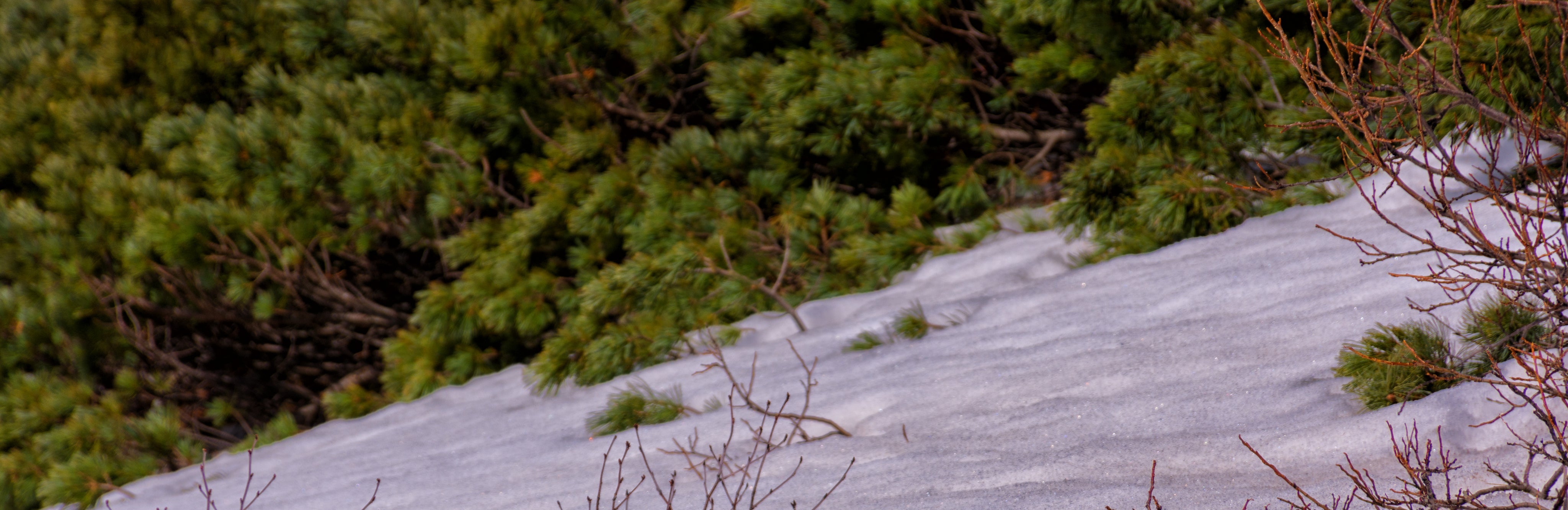 snow-grouse-exploring-alpine-plant-life.jpg